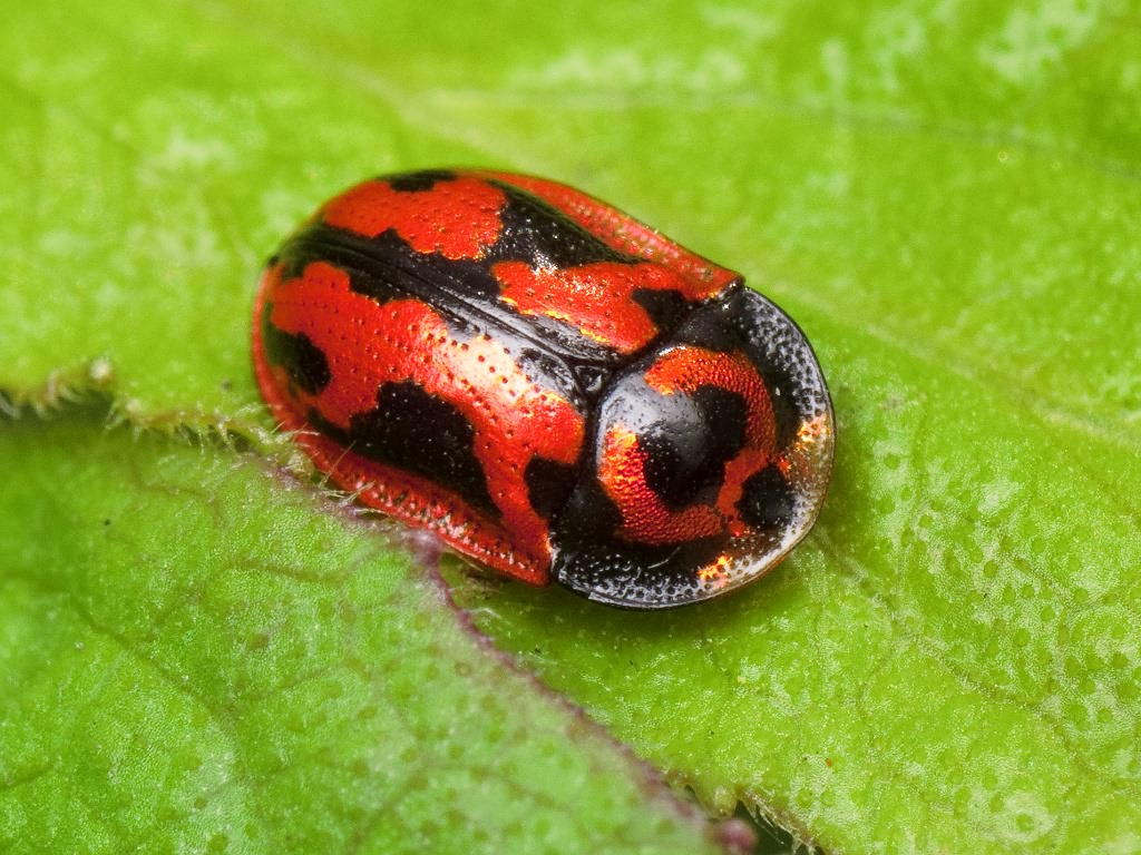 Pilemostoma fastuosa (Schaller, 1783)